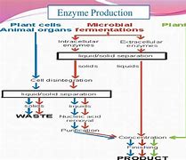 Image result for Enzyme Fermentation