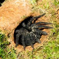 Image result for New Mexico Trapdoor Spider