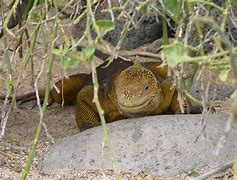 Image result for Galapagos Land Iguana