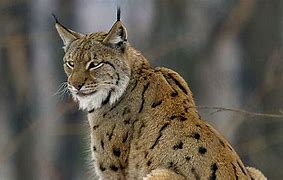 Image result for Brown Lynx