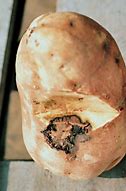 Image result for Sweet Potato Root Rot