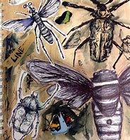 Image result for Insect Process Art