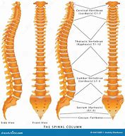 Image result for View of Spinal Column