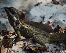 Image result for Australian Lizard Jesus