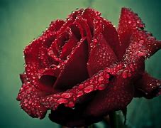 Image result for Deep Red Rose Bushes