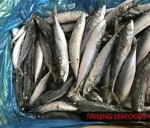 Image result for Frozen Mackerel Bait