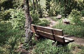 Image result for Bench Nature