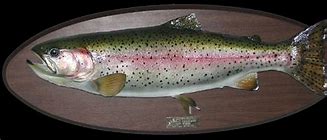 Image result for Mounted Rainbow Trout