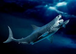 Image result for Megalodon Shark Week