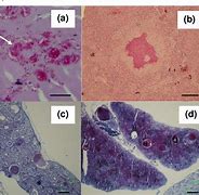 Image result for Mycobacterium Piscium Fish