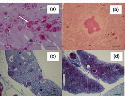 Image result for Mycobacterium in Fish