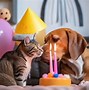 Image result for Cat Happy Birthday Puzzles