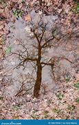 Image result for Dry and Green Tree