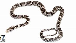 Image result for Biggest Corn Snake