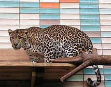 Image result for Java Leopard