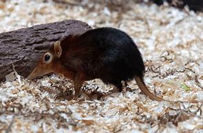 Image result for Shrew Animal