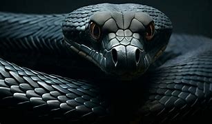 Image result for Black Mamba