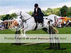 Image result for Side Saddle Show Jumping