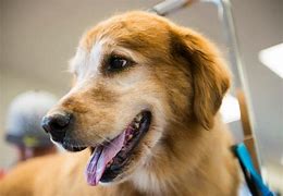 Image result for Large Dog Grooming