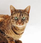 Image result for Female Tabby Cat