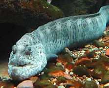 Image result for Deep Sea Wolf Eel