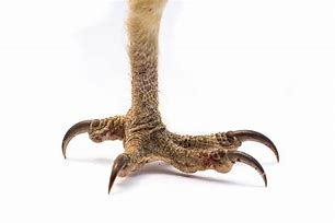 Image result for Hawk Talons