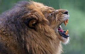 Image result for Male Lion Roar