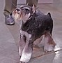 Image result for Miniature Schnauzer