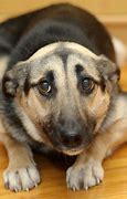 Image result for Sad German Shepherd