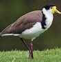 Image result for Masked Lapwing Baby