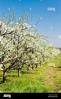 Image result for Blooming Orchards