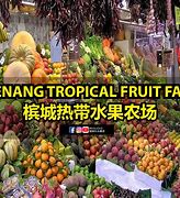 Image result for Exotic Fruit Farm