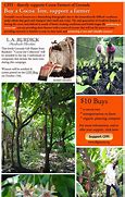 Image result for Cocoa Tree Grenada