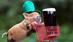 Image result for Funny Saint Patrick's Day