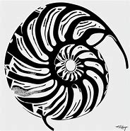 Image result for Ammonite Spiral