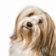 Image result for Tibetan Terrier Dog Breed