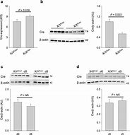 Image result for Z CRE Gene