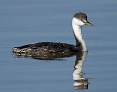 Image result for Grebe Florida