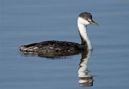 Image result for Female Grebe