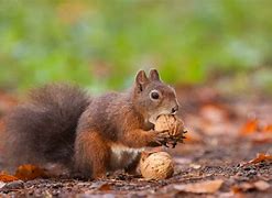 Image result for Wild Nuts