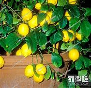 Image result for Drarf Lemon Tree in Pot