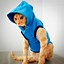 Image result for Thuggin Hoodie Cat