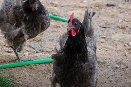 Image result for Blue Plymouth Rock Chicken