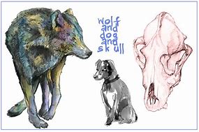 Image result for Wolf Skull vs Dog Skull