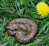 Image result for Halloween Poo Picture