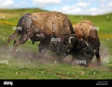 Image result for Buffalo Bison Fighting