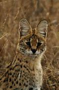 Image result for Red Serval Cat