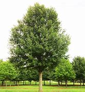 Image result for Nuttall Oak Tree