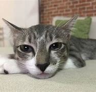 Image result for Crusty Eyes Cat