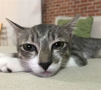 Image result for Cat Eyes Watering